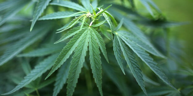 eine Cannabis-Pflanze eine Cannabis-Pflanze