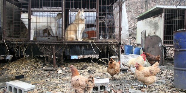 Eine Hundezuchtbetrieb. Drei Hunde stehen in einem Gitterkäfig, davor stehen einige Hühner Eine Hundezuchtbetrieb. Drei Hunde stehen in einem Gitterkäfig, davor stehen einige Hühner