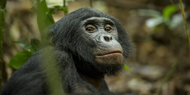 Ein bonobo guckt in die Kamera. Ein bonobo guckt in die Kamera.