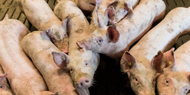 Mehrere Schweine dicht aneinander gedrängt Mehrere Schweine dicht aneinander gedrängt
