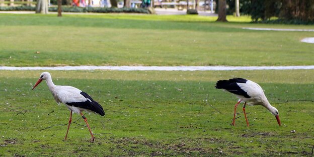 Zwei Störche auf einer Wiese Zwei Störche auf einer Wiese