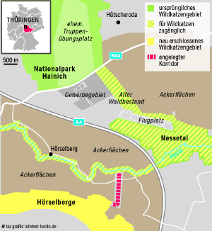 Eine detaillierte Landkarte zeigt den Verlauf des Katzenkorridors zwischen Hainich und Hörselbergen Eine detaillierte Landkarte zeigt den Verlauf des Katzenkorridors zwischen Hainich und Hörselbergen