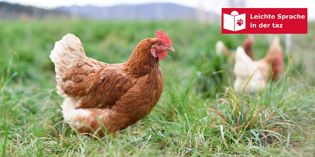 Zwei Hühner auf einer grünen Wiese Zwei Hühner auf einer grünen Wiese