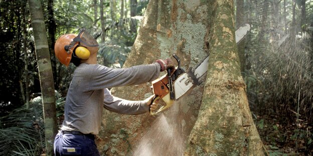 Ein Holzfäller arbeitet mit einer Kettensäge im Regenwald des Amazonas an einem Urwaldriesen. Ein Holzfäller arbeitet mit einer Kettensäge im Regenwald des Amazonas an einem Urwaldriesen.