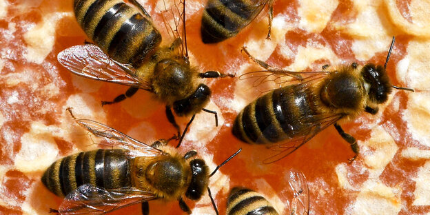 Bienen arbeiten auf ihren Waben Bienen arbeiten auf ihren Waben