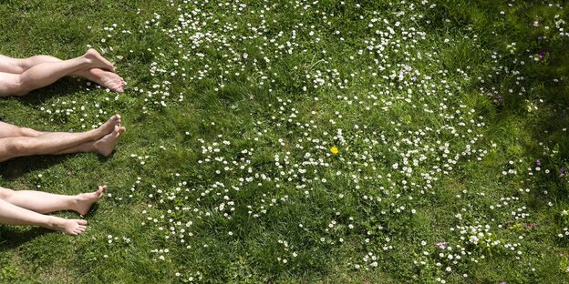 Drei nackte Beinpaare liegen im Gras mit Gänseblümchen Drei nackte Beinpaare liegen im Gras mit Gänseblümchen