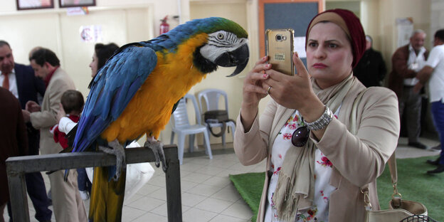 Eine Frau fotografiert einen Papagei Eine Frau fotografiert einen Papagei