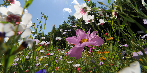 Eine Wiese mit vielen unterschiedlichen Blumen Eine Wiese mit vielen unterschiedlichen Blumen