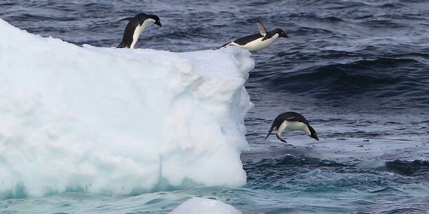 Adelie-Pinguine springen von einem Eisblock ins Wasser Adelie-Pinguine springen von einem Eisblock ins Wasser