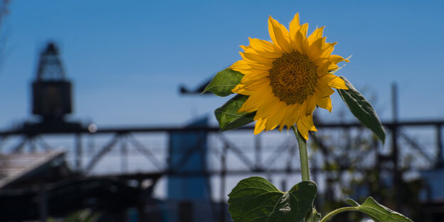 Im Hafen-Garten von Offenbach ist eine Sonnenblume vor einem Kohlekran zu sehen Im Hafen-Garten von Offenbach ist eine Sonnenblume vor einem Kohlekran zu sehen