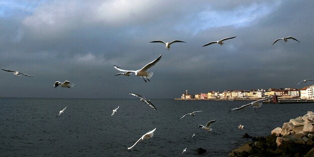 Die kroatische Küste in der Nähe von Piran: Möwen fliegen vor einem wolkigen Himmel, der ins düstere Meer übergeht Die kroatische Küste in der Nähe von Piran: Möwen fliegen vor einem wolkigen Himmel, der ins düstere Meer übergeht