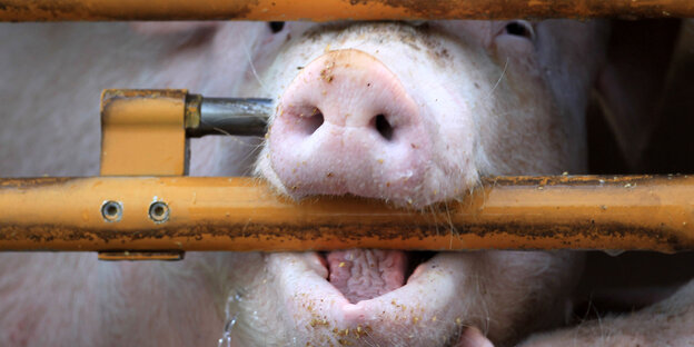 Schwein beißt beim Tiertransport auf Gitterstab Schwein beißt beim Tiertransport auf Gitterstab