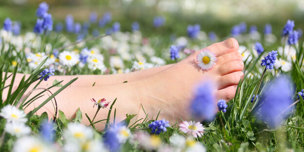 Ein Fuß zwischen Blumen im Gras Ein Fuß zwischen Blumen im Gras