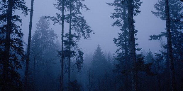 Tannen im Nebel Tannen im Nebel