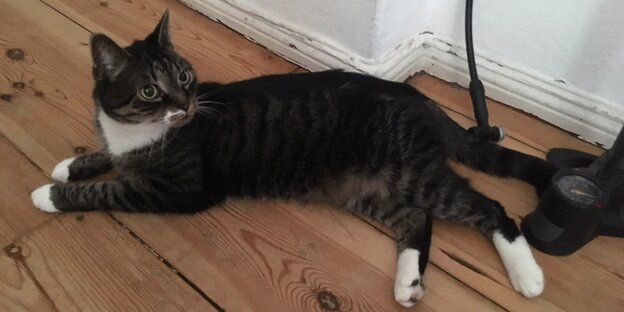 Eine Katze liegt auf Parkett und guckt in die Luft Eine Katze liegt auf Parkett und guckt in die Luft