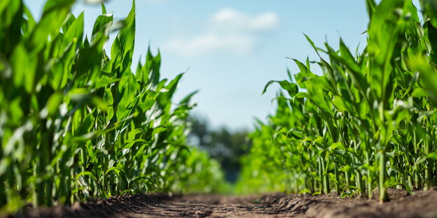 junge Maispflanzen auf einem Feld