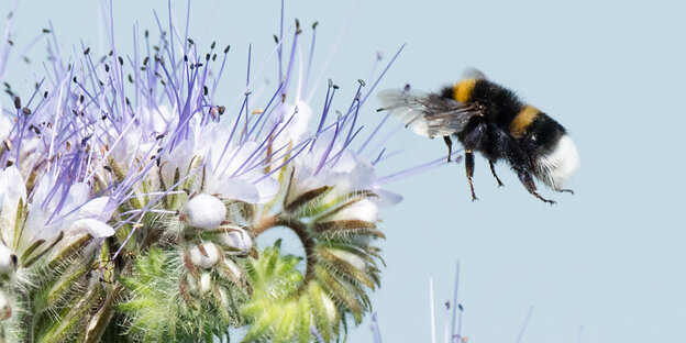 Eine Hummel lanndet auf einer Blüte. Eine Hummel lanndet auf einer Blüte.