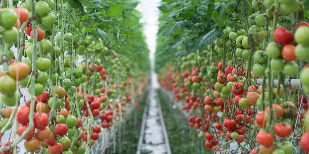 Tomatenpflanzen in einem Gerwächshaus Tomatenpflanzen in einem Gerwächshaus