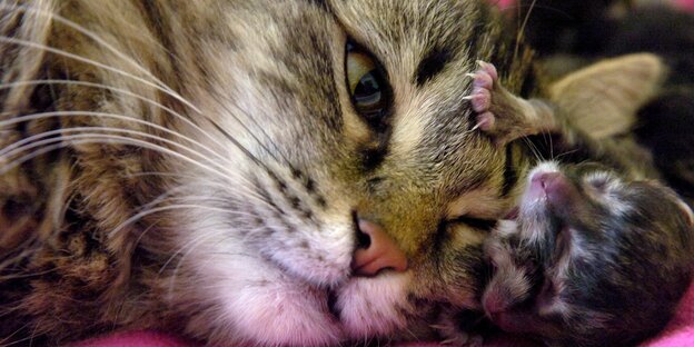 Eine Katze Eine Katze