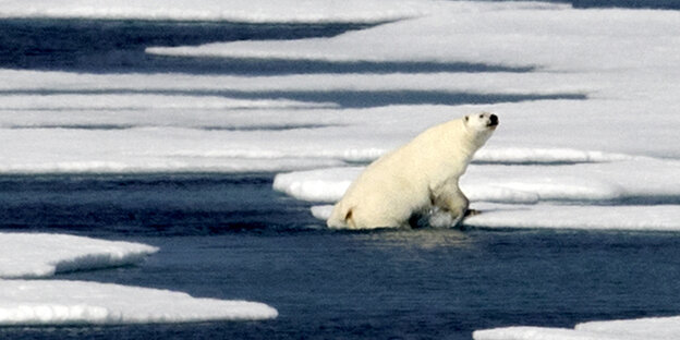 Ein Eisbär klettert auf eine Eisscholle Ein Eisbär klettert auf eine Eisscholle