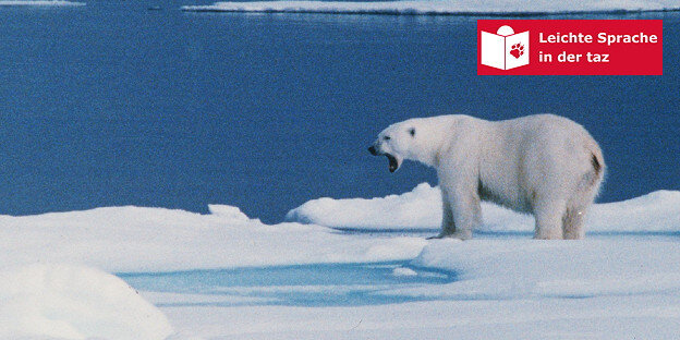 Ein Eisbär steht im Schnee Ein Eisbär steht im Schnee