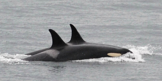 Orca-Wale Orca-Wale