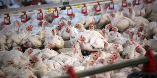 Viele Hähnchen drängen sich in einem Maststall. Viele Hähnchen drängen sich in einem Maststall.