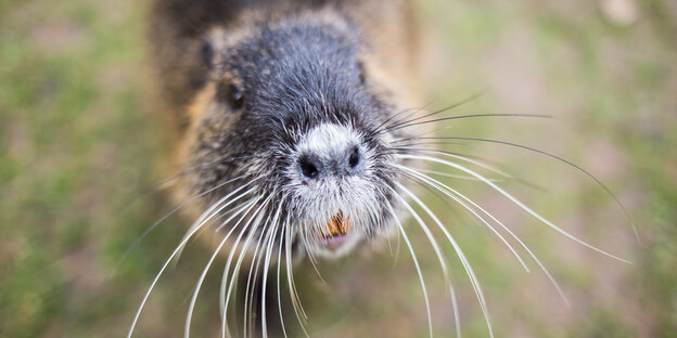 Ein Nutria, auch Biberratte oder Sumpfbiber genannt