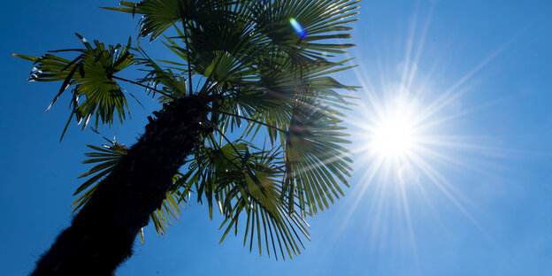 Ein Baum im Sonnenschein