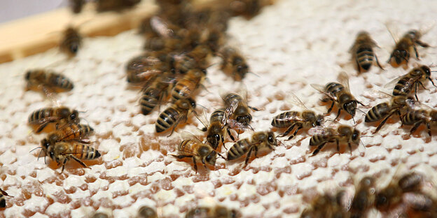Bienen laufen auf einem Holzrahmen mit Waben, in denen sich Honig befindet Bienen laufen auf einem Holzrahmen mit Waben, in denen sich Honig befindet
