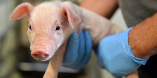 Mensch mit Gummihandschuhen hält Ferkel Mensch mit Gummihandschuhen hält Ferkel