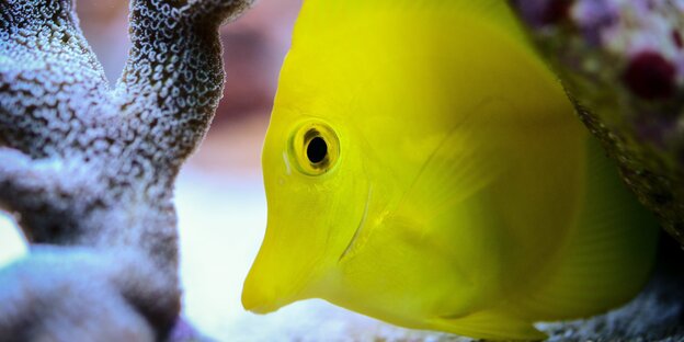 Korallen und ein Fisch Korallen und ein Fisch
