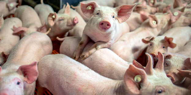 Sieben Wochen alte Jungeber im Aufzuchtstall eines Schweinezuchtbetriebs. Sieben Wochen alte Jungeber im Aufzuchtstall eines Schweinezuchtbetriebs.