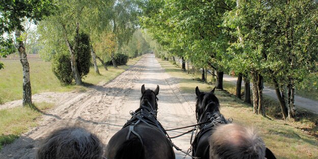 Blick von einem Pferdewagen auf eine Heidestraße Blick von einem Pferdewagen auf eine Heidestraße