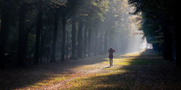 Eine sonnenbeschienene Baumallee im Berliner Tiergarten. In der Mitte läuft eine Person Eine sonnenbeschienene Baumallee im Berliner Tiergarten. In der Mitte läuft eine Person
