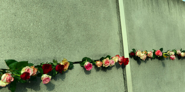 Rosen stecken in Berlin bei der zentralen Gedenkveranstaltung für die friedliche Revolution in der DDR 1989 an der Gedenkstätte Berliner Mauer in einem Spalt in der Mauer Rosen stecken in Berlin bei der zentralen Gedenkveranstaltung für die friedliche Revolution in der DDR 1989 an der Gedenkstätte Berliner Mauer in einem Spalt in der Mauer