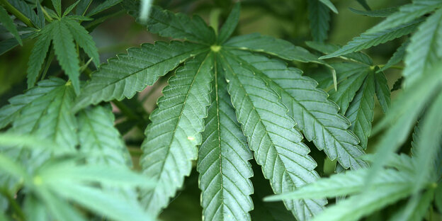 Eine Cannabispflanze im Feld Eine Cannabispflanze im Feld