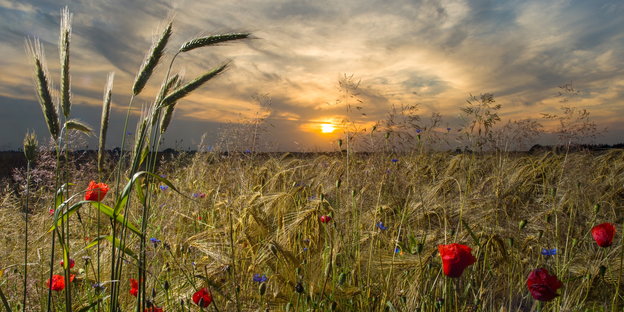 Getreidefeld mit Blumen im Sonnenuntergang