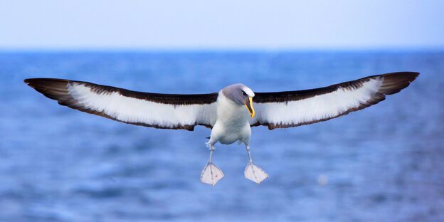 Ein nördlicher Bulleralbatros im Flug über dem Meer Ein nördlicher Bulleralbatros im Flug über dem Meer