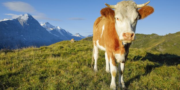 Ein Kuh auf der Alm