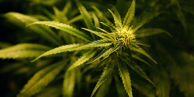 Eine blühende Cannabis-Pflanze Eine blühende Cannabis-Pflanze