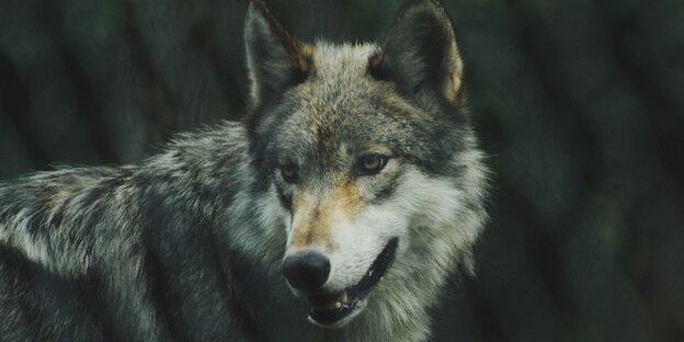 Ein grau-schwarz-weißer Wolf vor dunklem Hintergrund Ein grau-schwarz-weißer Wolf vor dunklem Hintergrund