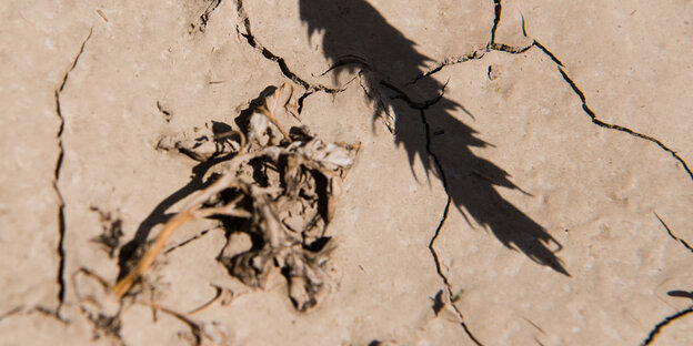 Eine Weizenähre wirft einen Schatten auf einen sehr trockenen Boden auf einem Weizenfeld. Eine Weizenähre wirft einen Schatten auf einen sehr trockenen Boden auf einem Weizenfeld.