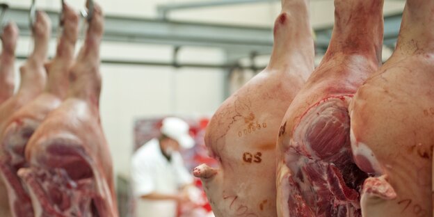 Mehrere tote und aufgeschnitte Schweine hängen von der Decke Mehrere tote und aufgeschnitte Schweine hängen von der Decke