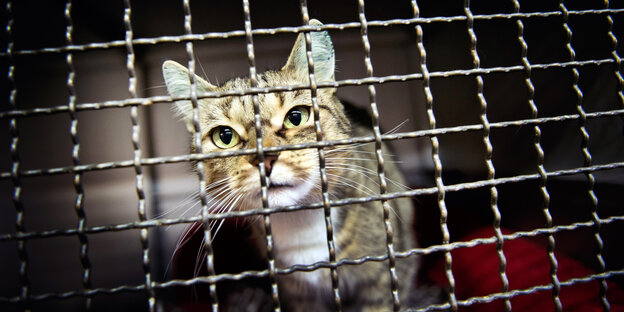 Eine Katze hinter Gittern blickt in die Kamera