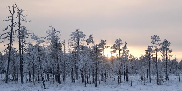 Eine schneebedeckte Waldlandschaft in Finnland Eine schneebedeckte Waldlandschaft in Finnland