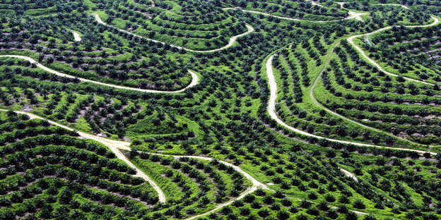 Blick aus der Vogelperspektive auf eine grüne Palmöl-Plantage Blick aus der Vogelperspektive auf eine grüne Palmöl-Plantage