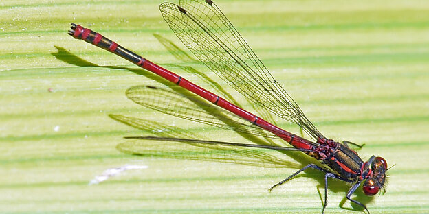 Eine rote Libelle auf einem grünen Blatt Eine rote Libelle auf einem grünen Blatt