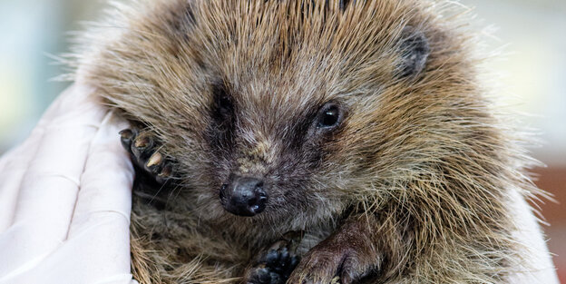ein Igel ein Igel