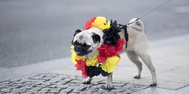 hund mit band in den farben schwarz-rot-gold und deutschlandfahne um den hals auf straße hund mit band in den farben schwarz-rot-gold und deutschlandfahne um den hals auf straße
